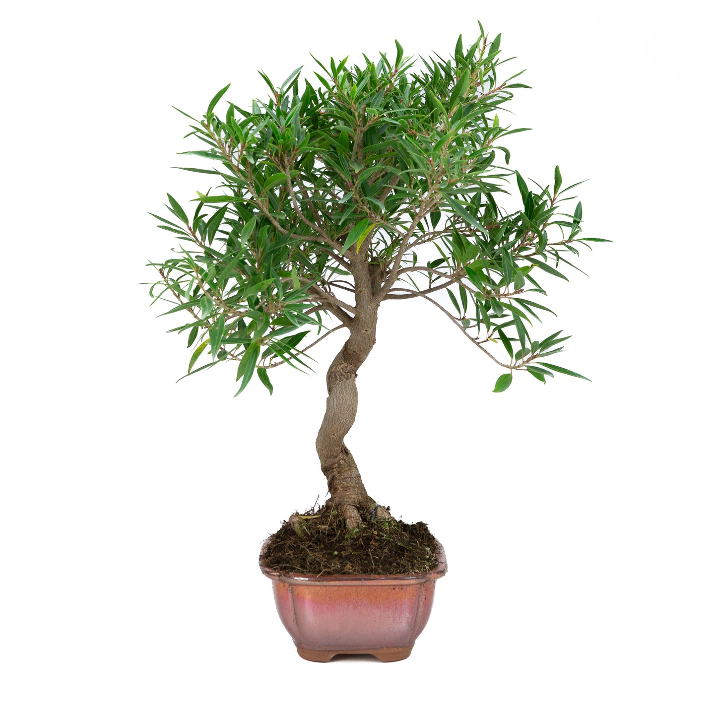 Ficus nerifolia (willow-leaf fig), height ~52cm