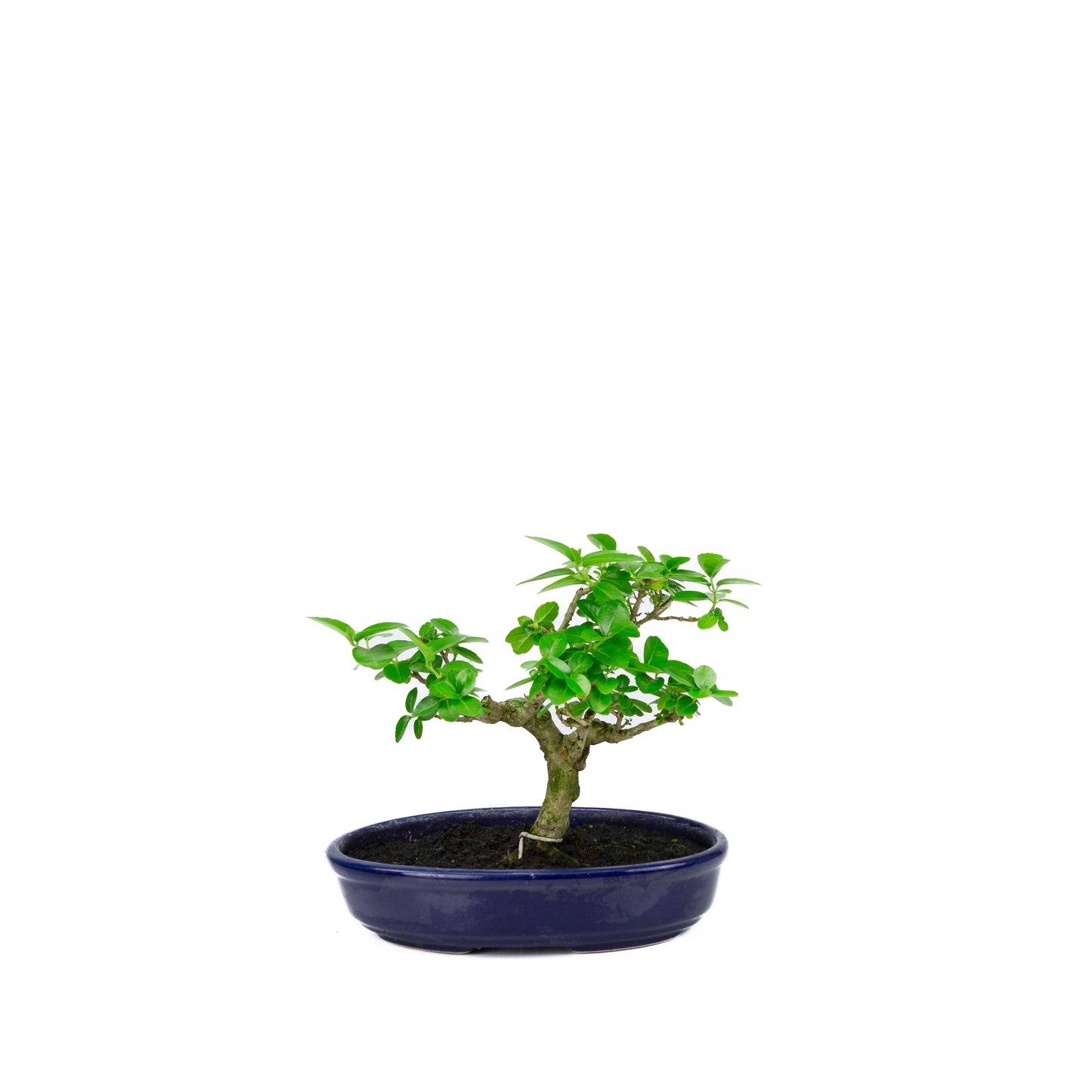 Premna microphylla (musk maple), height ~18cm