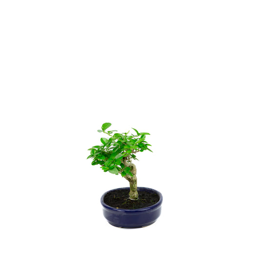 Premna microphylla (musk maple), height ~18cm