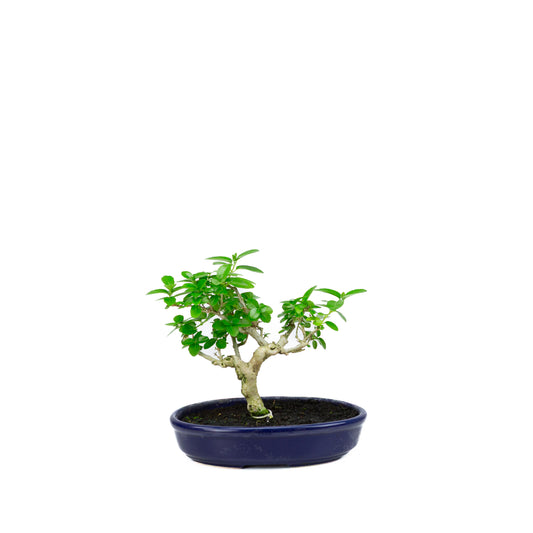 Premna microphylla (musk maple), height ~18cm