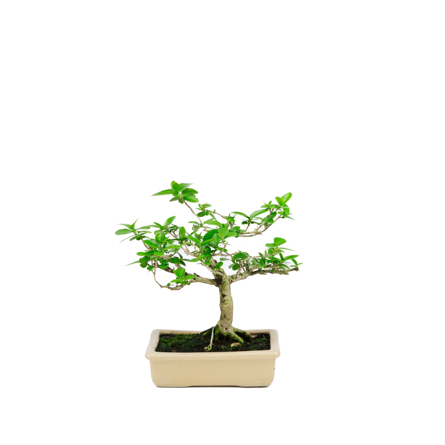 Premna microphylla (musk maple), height ~21cm