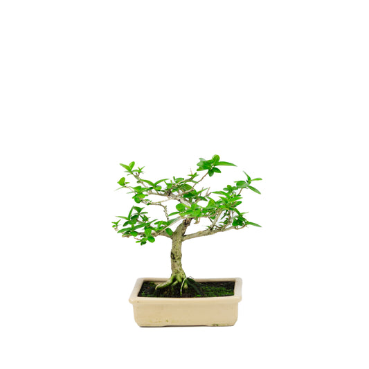 Premna microphylla (musk maple), height ~21cm