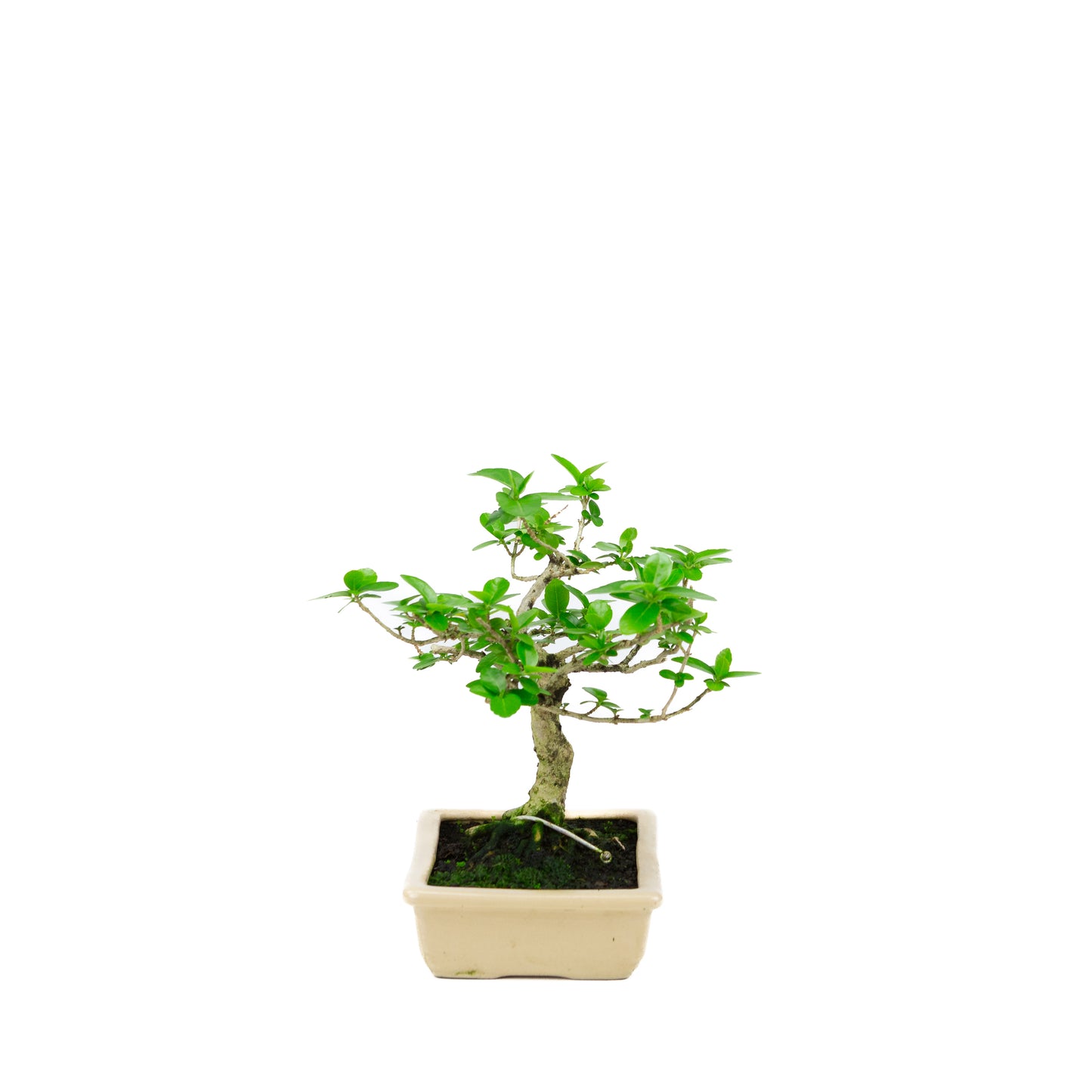 Premna microphylla (musk maple), height ~21cm