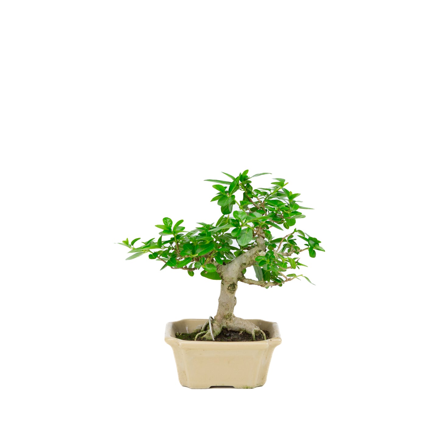 Premna microphylla (musk maple), height ~24cm