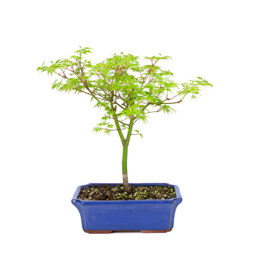 Acer palmatum 'Seiryu' (Japanese maple), height ~39cm