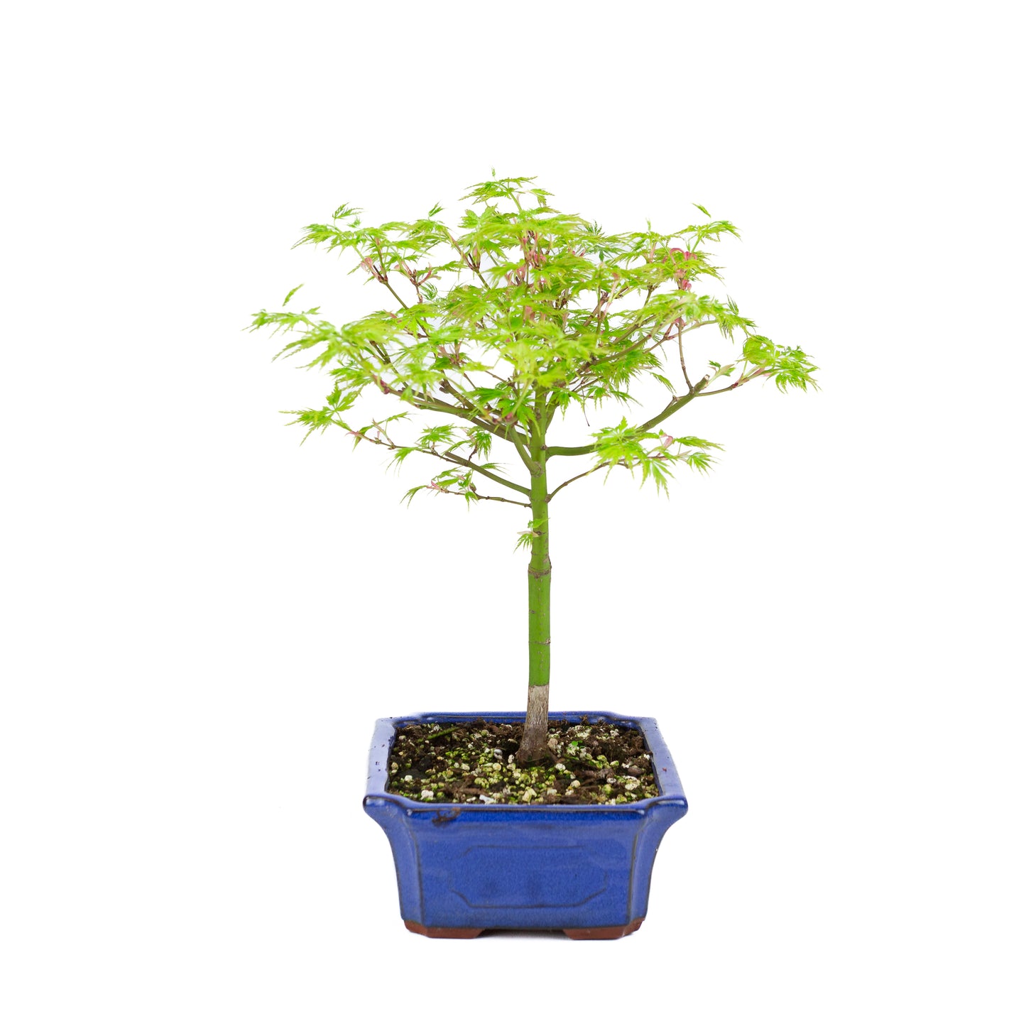 Acer palmatum 'Seiryu' (Japanese maple), height ~39cm