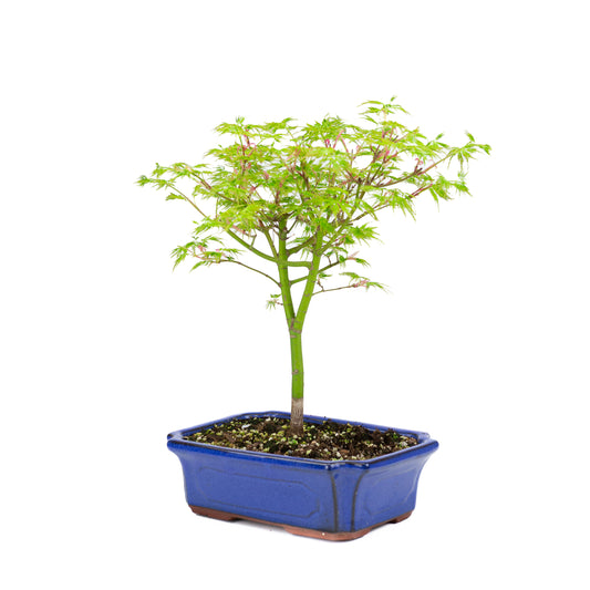 Acer palmatum 'Seiryu' (Japanese maple), height ~39cm