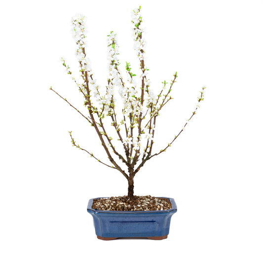 Prunus tomentosa (Nanking Cherry), height ~53cm