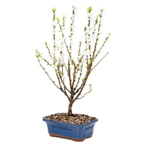 Prunus tomentosa (Nanking Cherry), height ~53cm