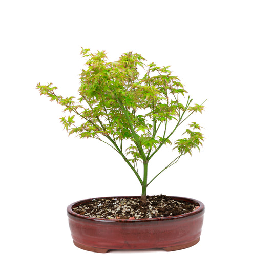 Acer palmatum 'Little Princess' (Japanese maple), height ~43cm