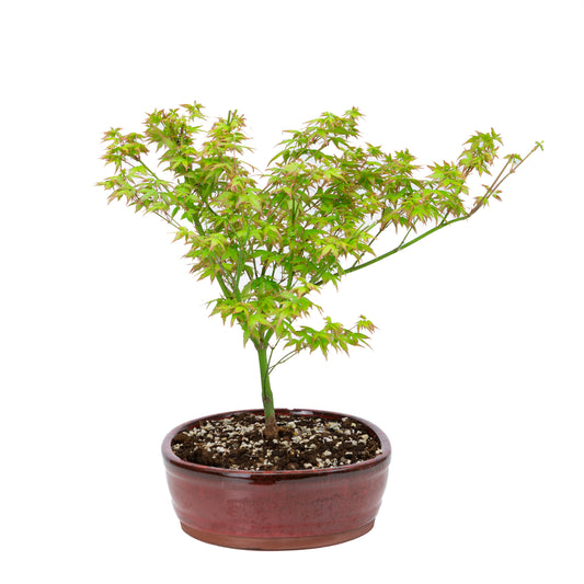 Acer palmatum 'Little Princess' (Japanese maple), height ~43cm