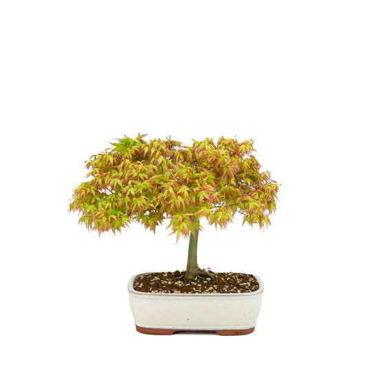 Acer palmatum 'Kiyohime' (Japanese maple), height ~30cm