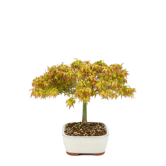 Acer palmatum 'Kiyohime' (Japanese maple), height ~30cm