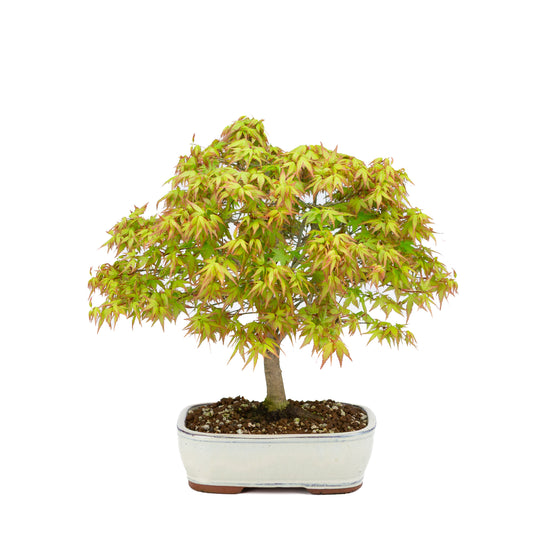 Acer palmatum 'Kiyohime' (Japanese maple), height ~37cm