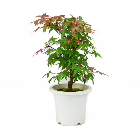 Acer palmatum plastic pot 13cm, height ~33cm