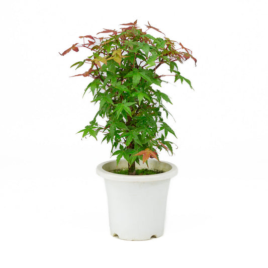 Acer palmatum plastic pot 13cm, height ~33cm