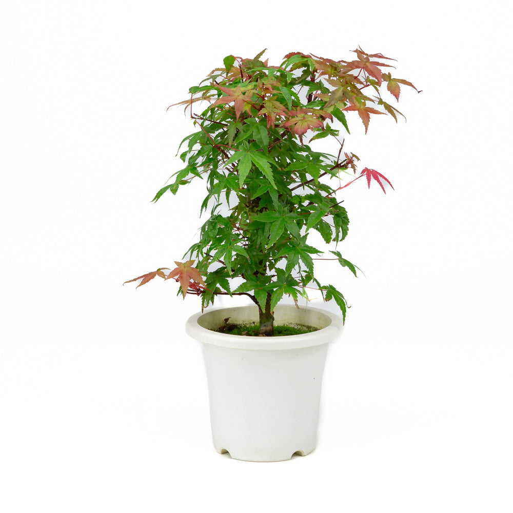 Acer palmatum plastic pot 13cm, height ~33cm