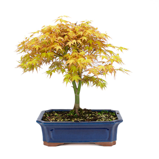 Acer palmatum 'Katsura' (Japanese maple), height ~46cm