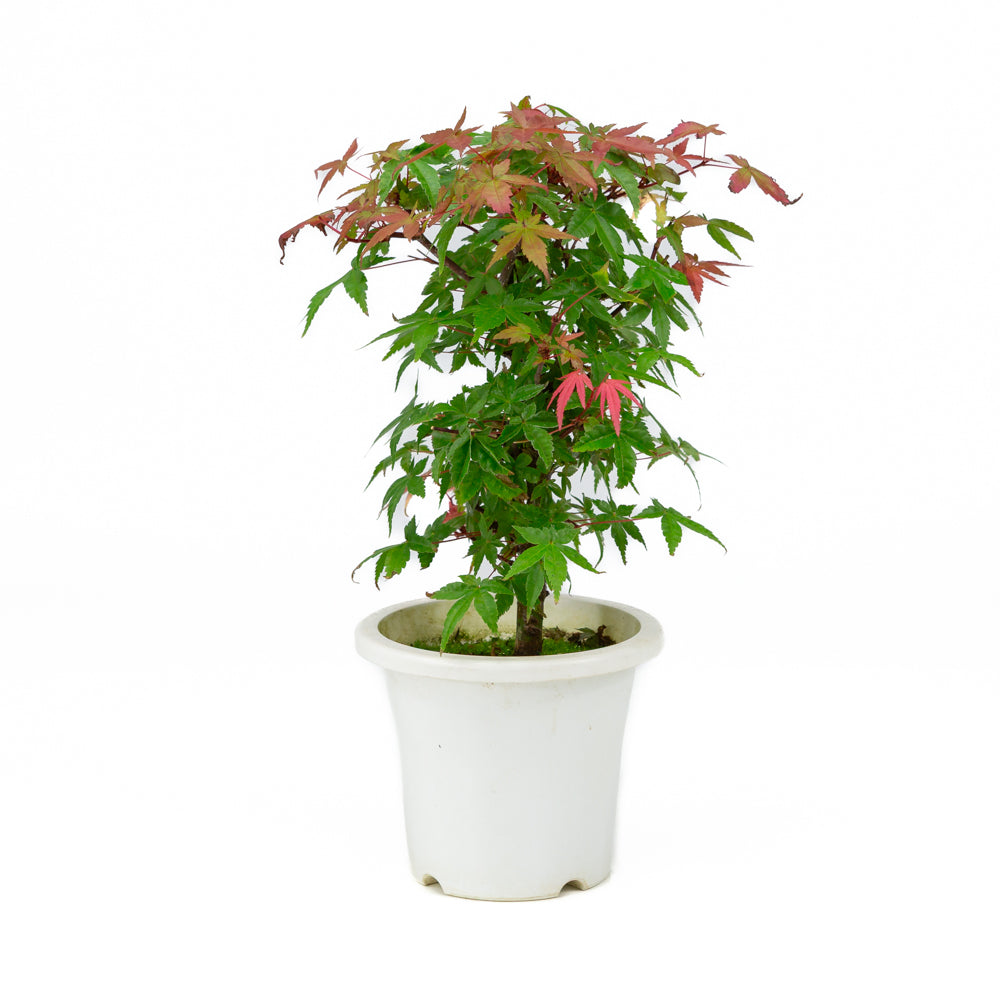 Acer palmatum plastic pot 13cm, height ~33cm