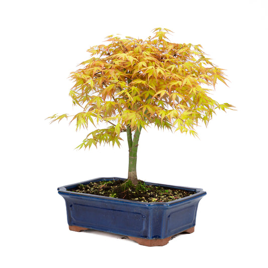 Acer palmatum 'Katsura' (Japanese maple), height ~46cm