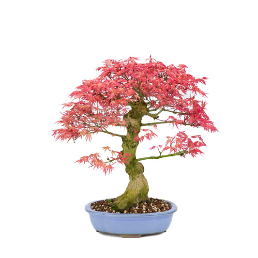 Acer palmatum 'Benichidori' (Japanese maple), height ~38cm