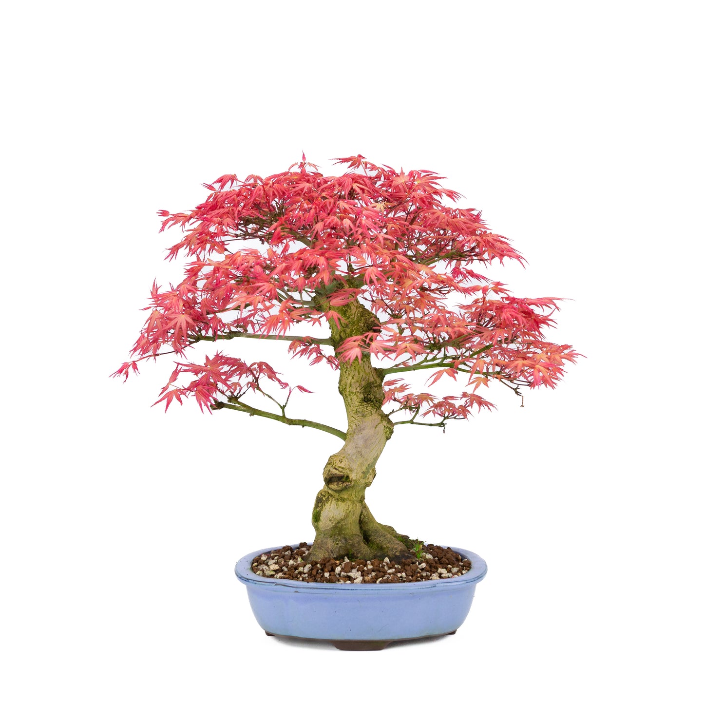 Acer palmatum 'Benichidori' (Japanese maple), height ~38cm