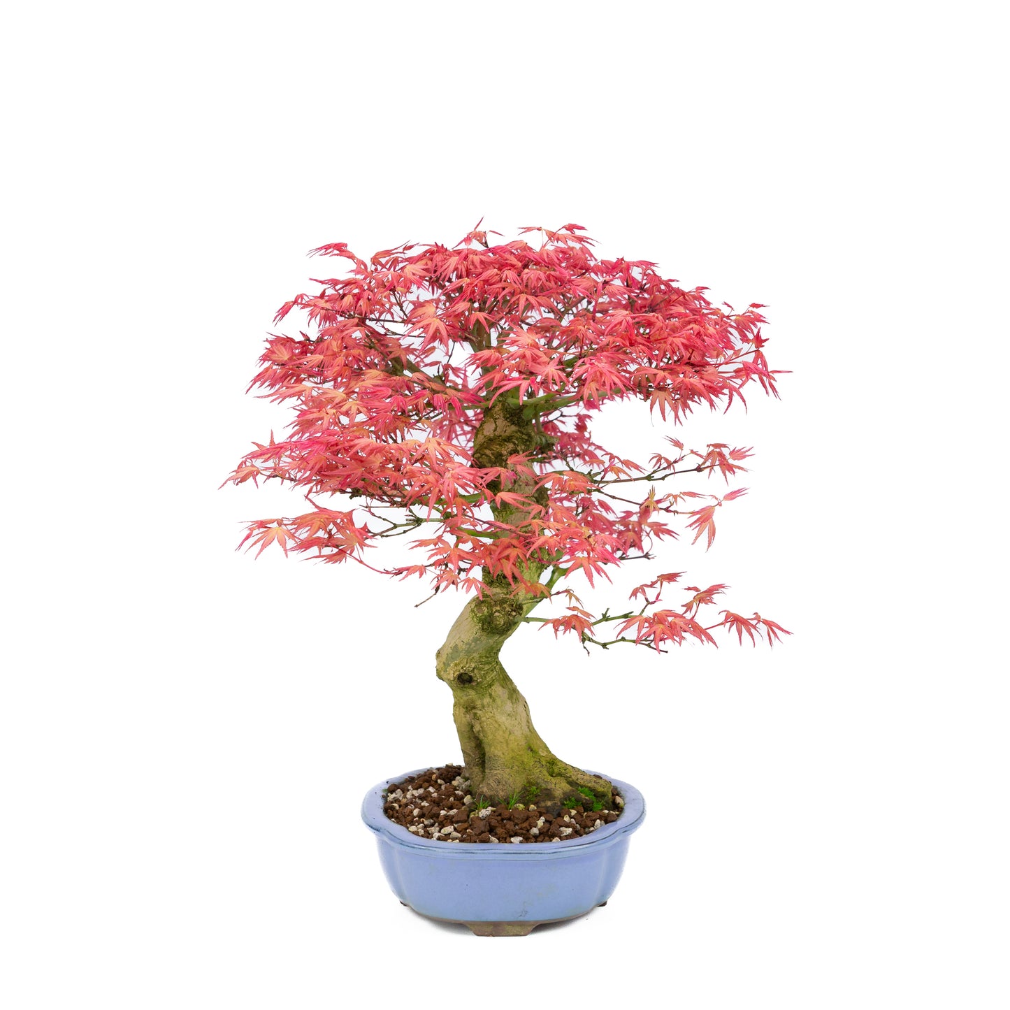 Acer palmatum 'Benichidori' (Japanese maple), height ~38cm