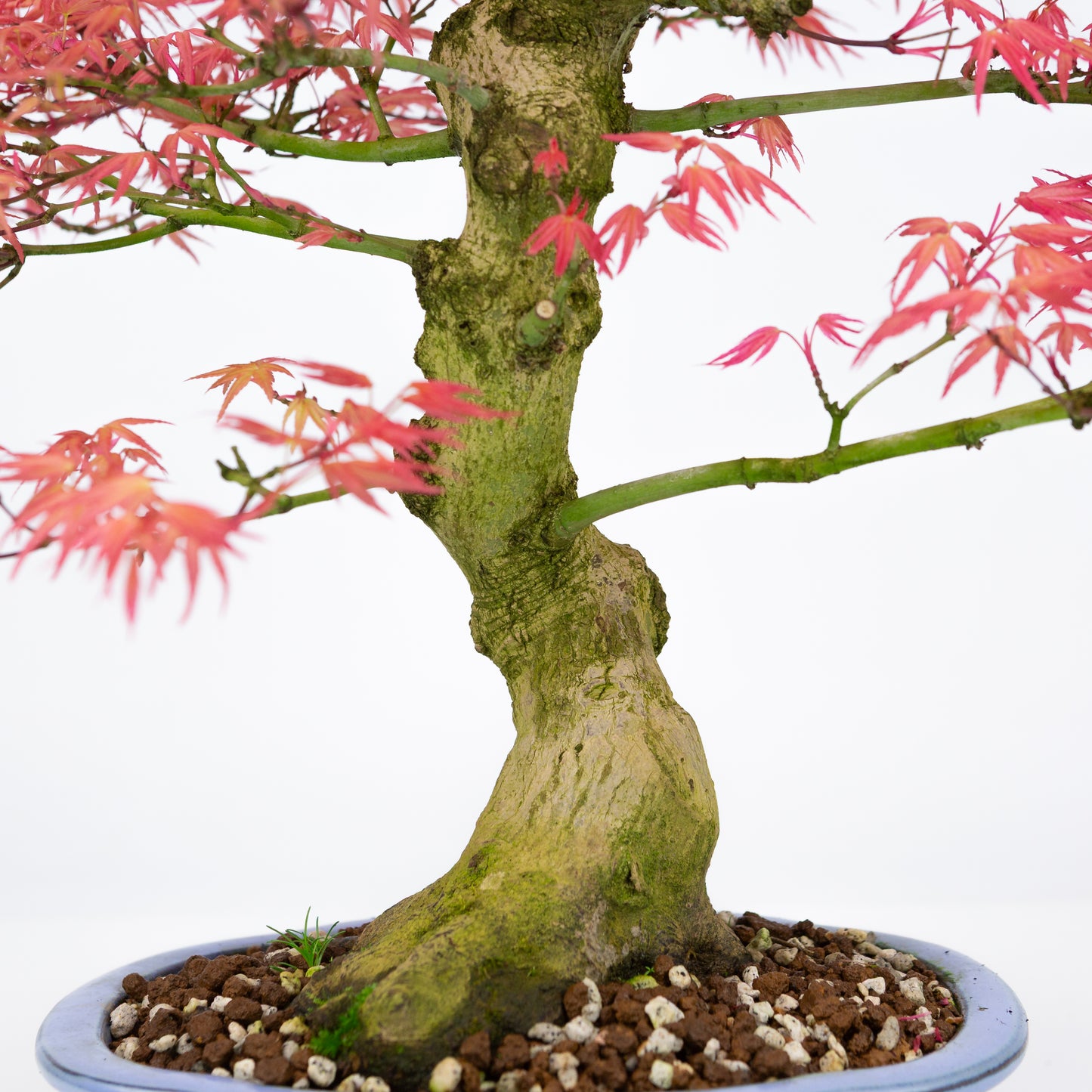Acer palmatum 'Benichidori' (Japanese maple), height ~38cm