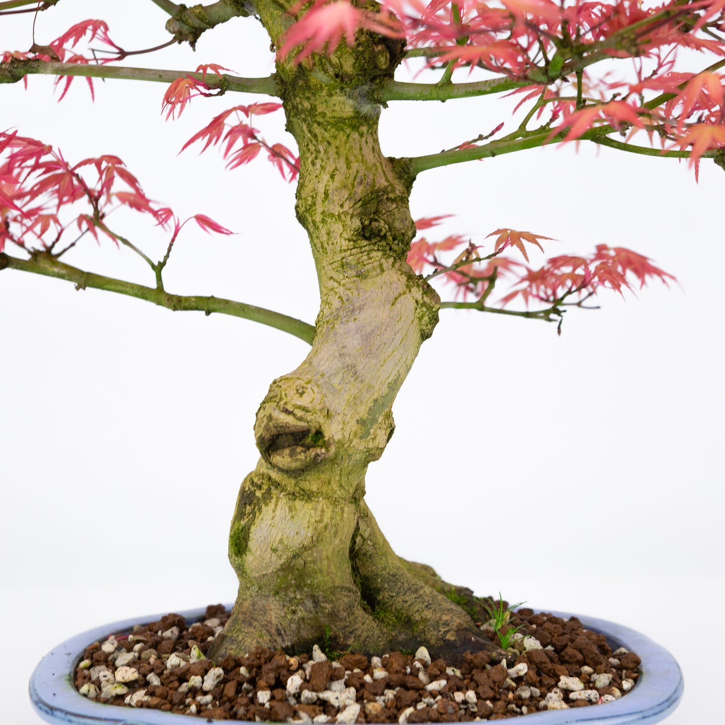 Acer palmatum 'Benichidori' (Japanese maple), height ~38cm