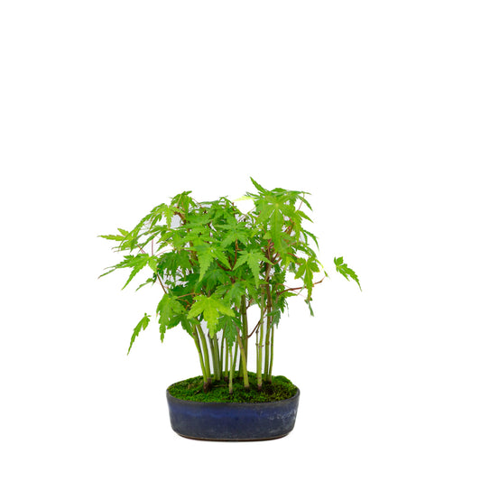 Shohin Acer palmatum forest blue oval pot 12cm, height ~20cm