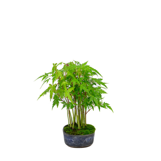 Shohin Acer palmatum forest blue oval pot 12cm, height ~20cm
