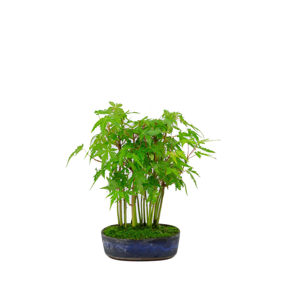 Shohin Acer palmatum forest blue oval pot 12cm, height ~20cm