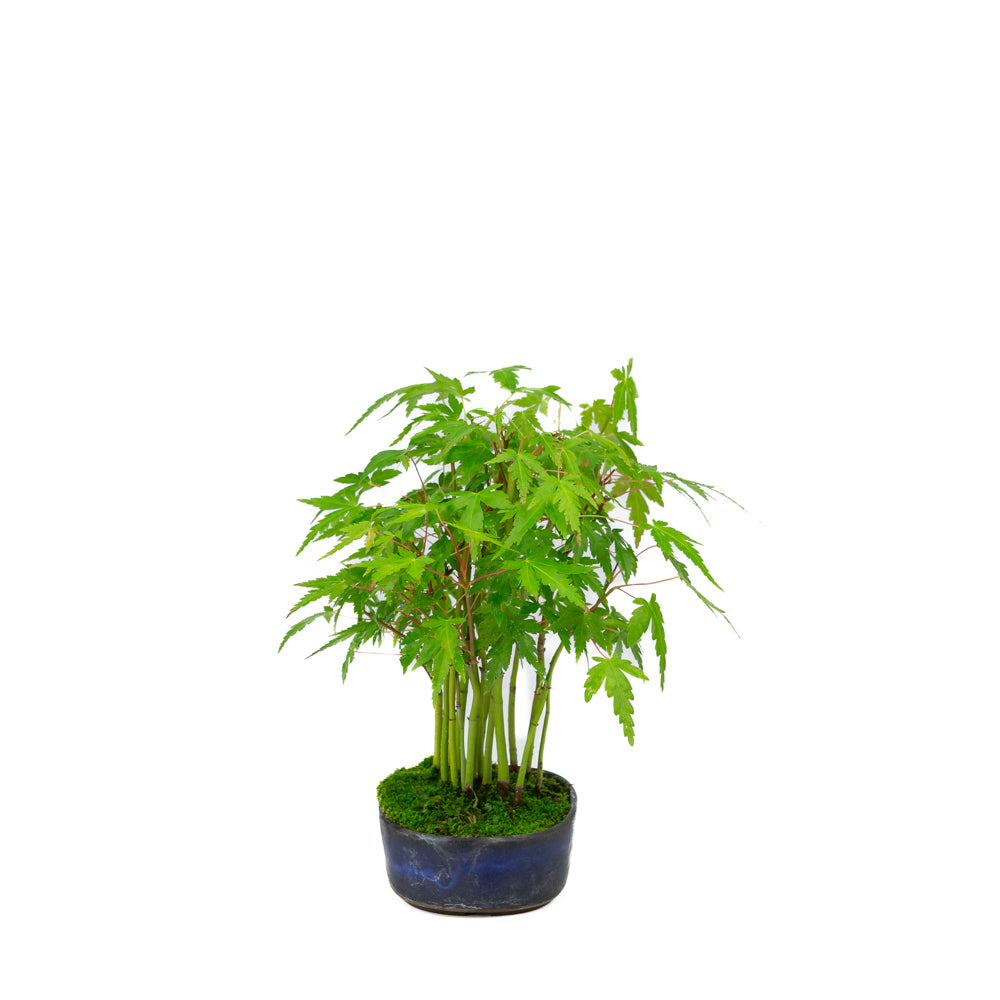 Shohin Acer palmatum forest blue oval pot 12cm, height ~20cm