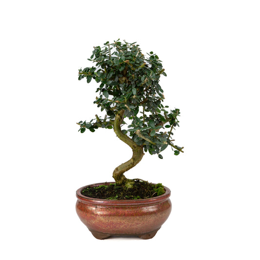 Olea europaea sylvestris red oval pot 15cm, height ~32cm