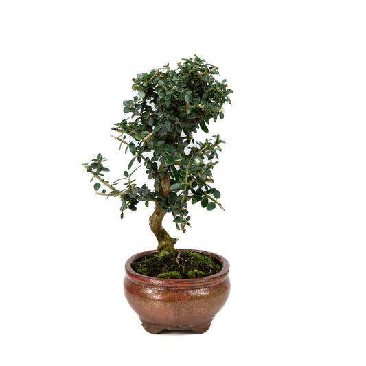 Olea europaea sylvestris red oval pot 15cm, height ~32cm