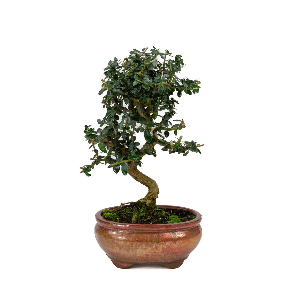 Olea europaea sylvestris red oval pot 15cm, height ~32cm