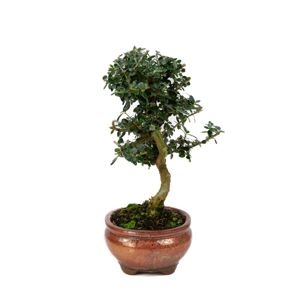 Olea europaea sylvestris red oval pot 15cm, height ~32cm
