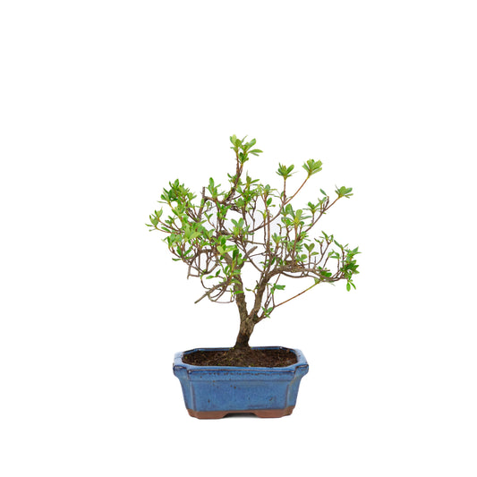 Rhododendron blue rectangular pot 15cm, height ~30cm