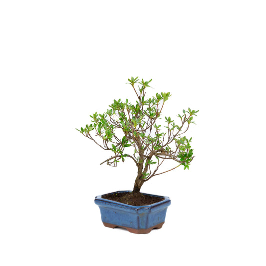 Rhododendron blue rectangular pot 15cm, height ~30cm