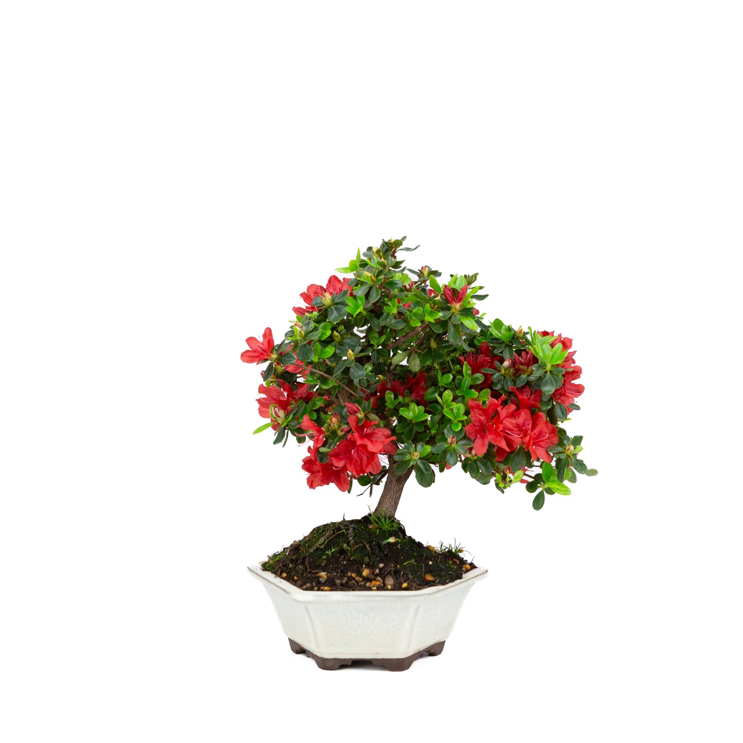 Rhododendron indicum (satsuki azalea), height ~33cm