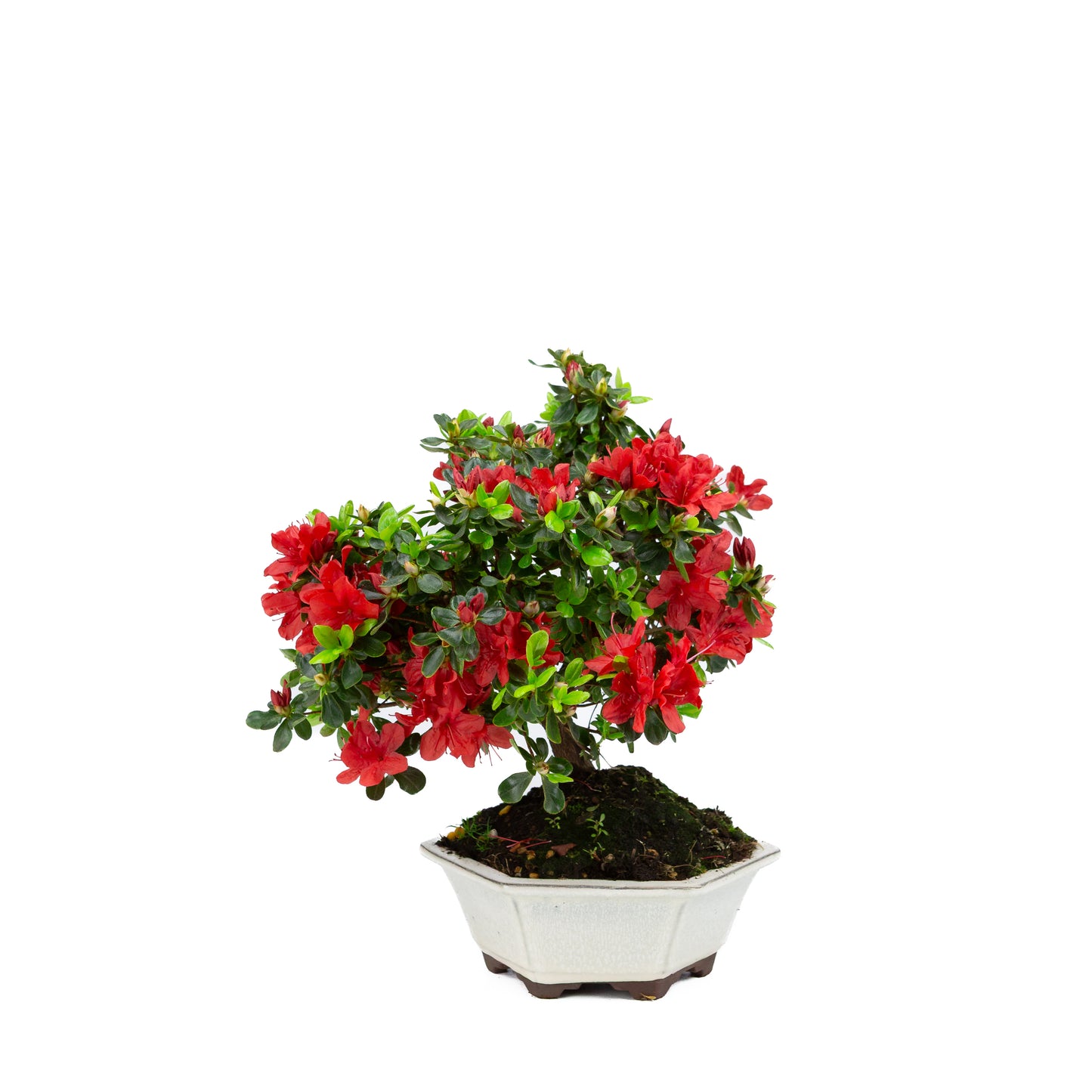 Rhododendron indicum (satsuki azalea), height ~33cm