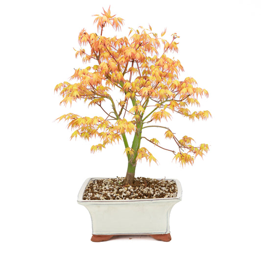 Acer palmatum 'Katsura' (Japanese maple), height ~47cm