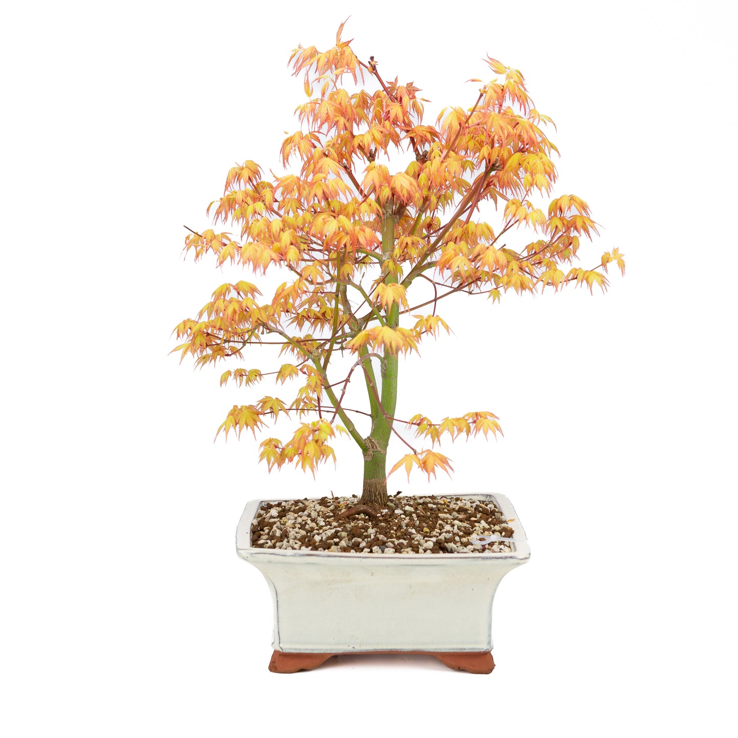 Acer palmatum 'Katsura' (Japanese maple), height ~47cm