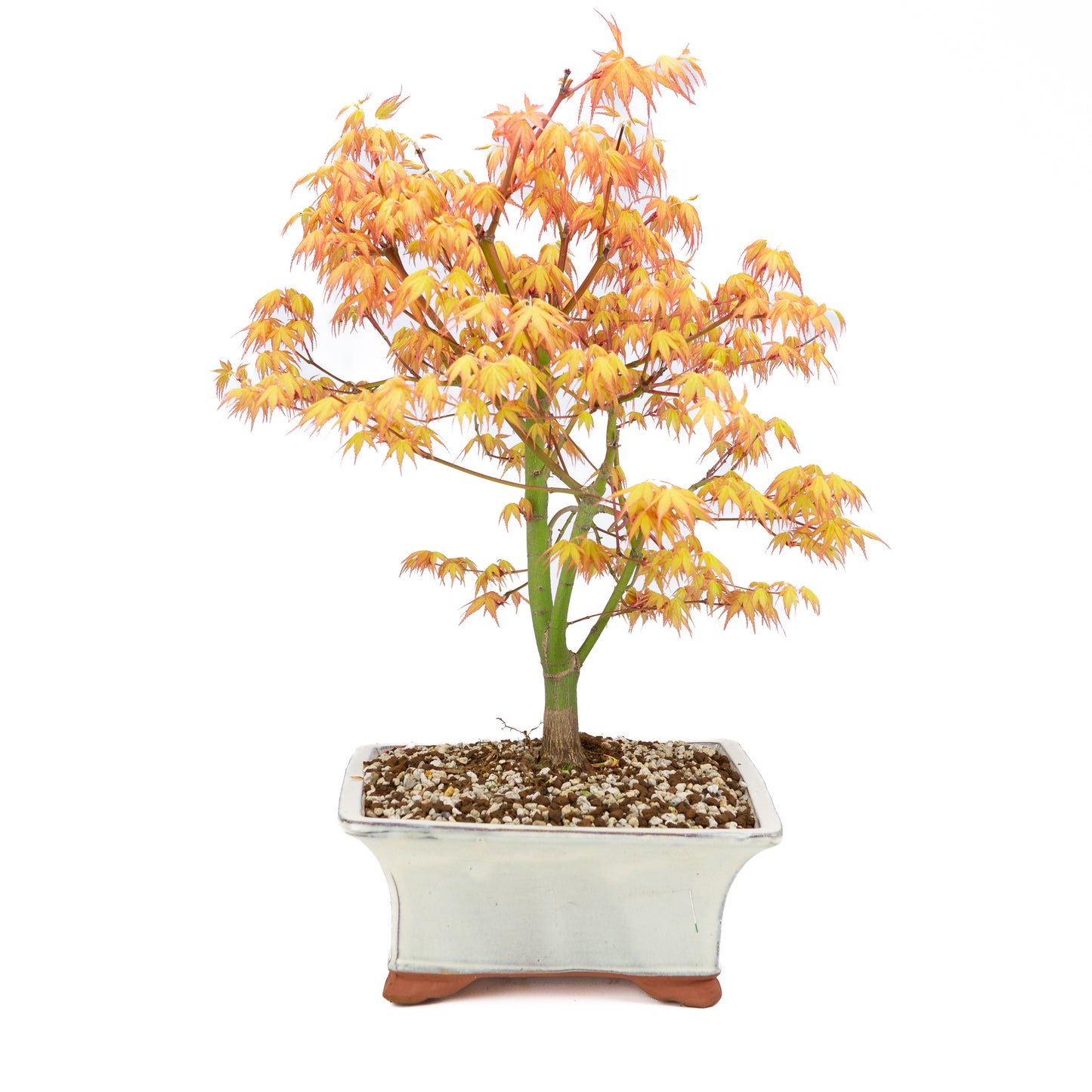 Acer palmatum 'Katsura' (Japanese maple), height ~47cm
