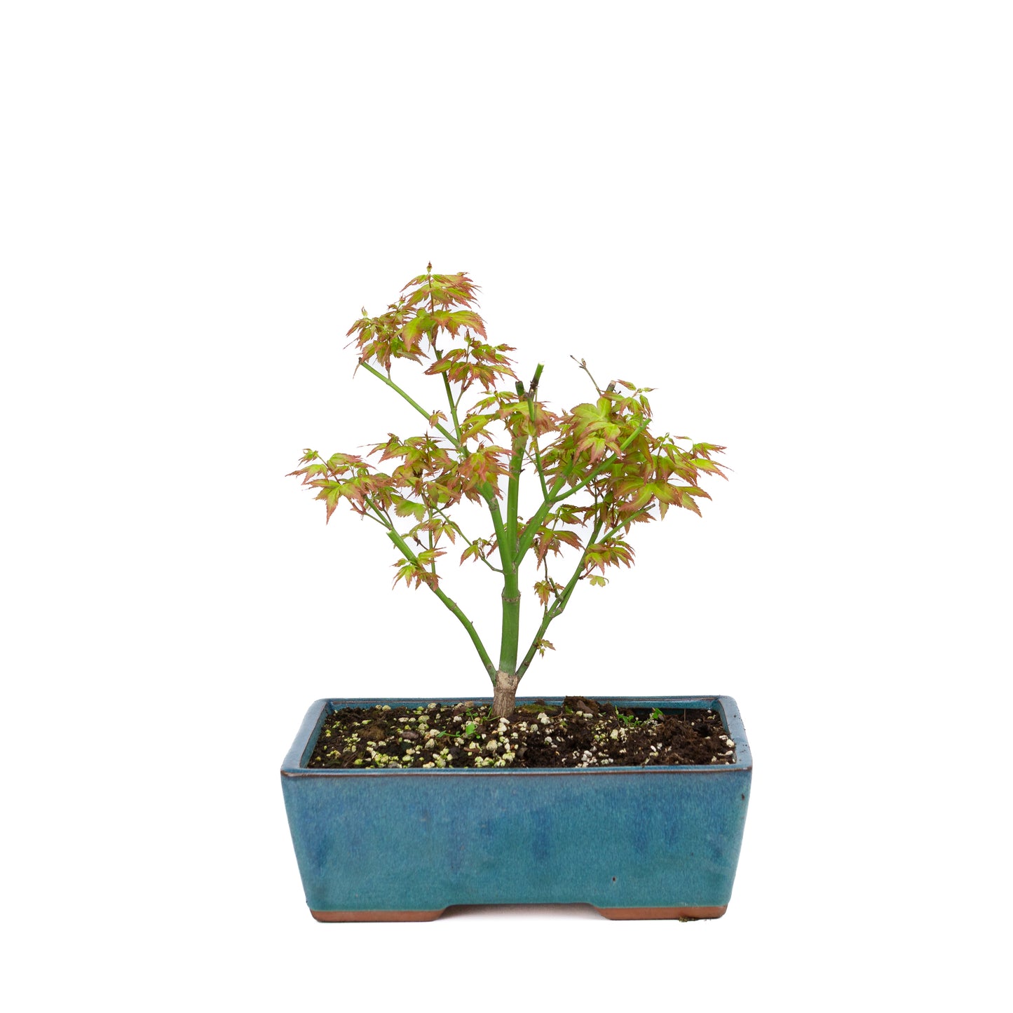 Acer palmatum 'Little Princess' (Japanese maple), height ~34cm