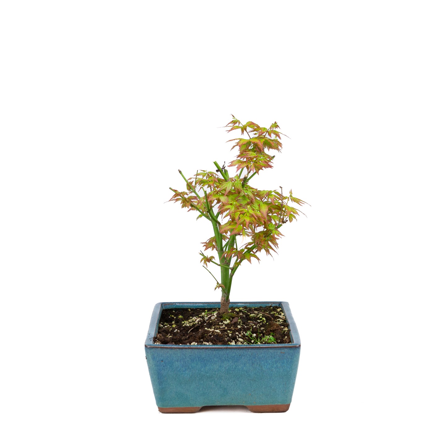 Acer palmatum 'Little Princess' (Japanese maple), height ~34cm
