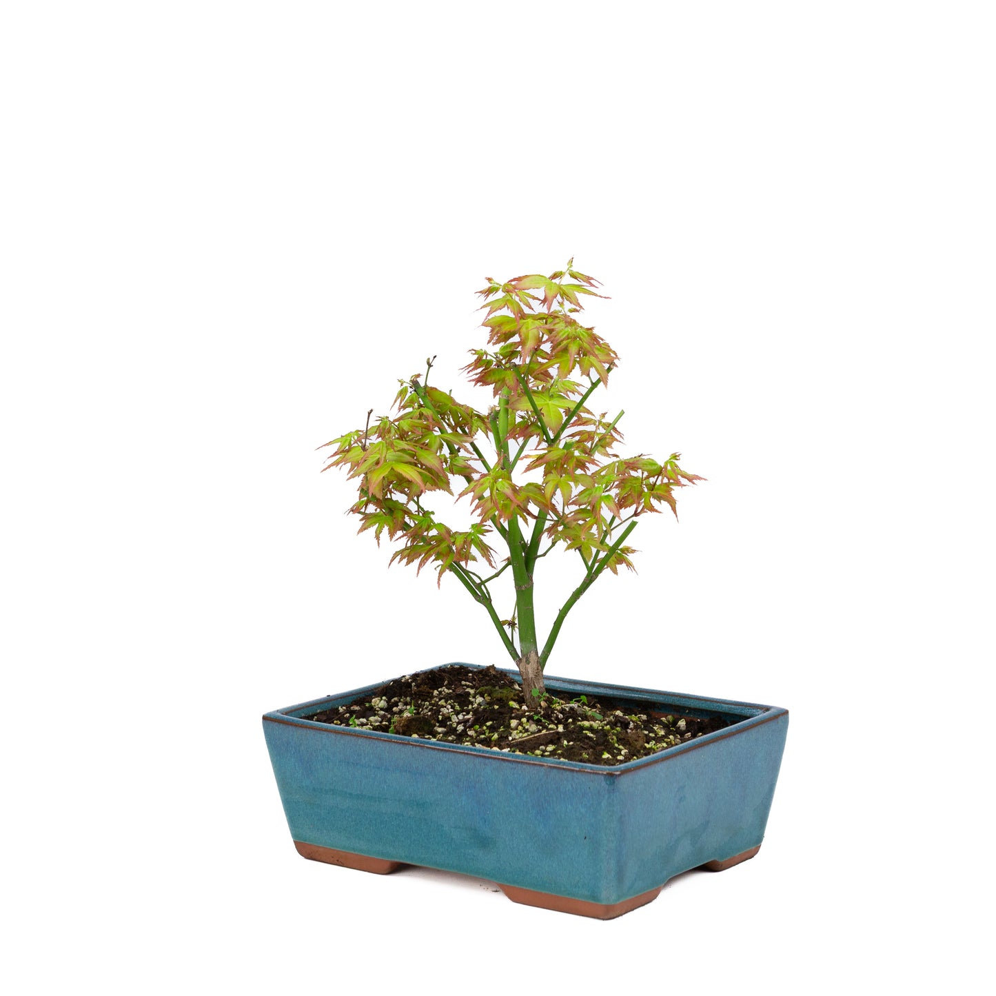 Acer palmatum 'Little Princess' (Japanese maple), height ~34cm