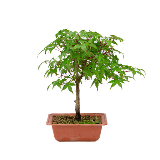 Acer palmatum Deshojo plastic pot 17cm, height ~32cm
