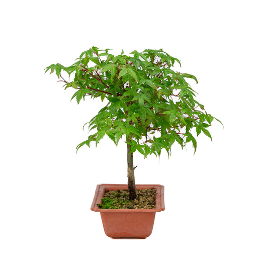 Acer palmatum Deshojo plastic pot 17cm, height ~32cm