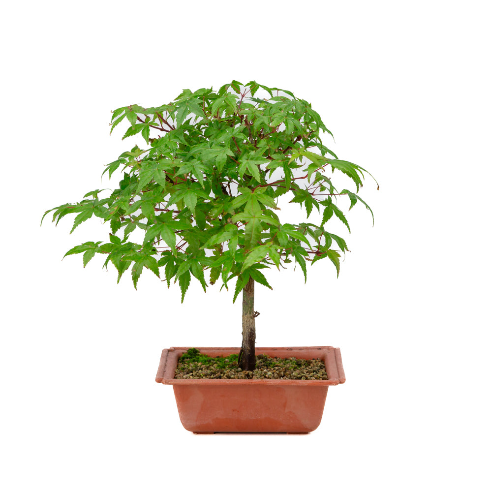 Acer palmatum Deshojo plastic pot 17cm, height ~32cm